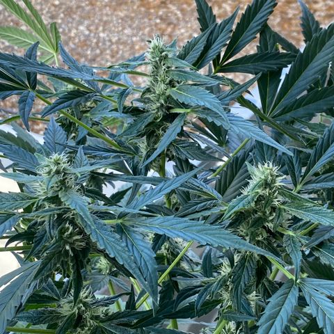 White Widow growlog timeline photo