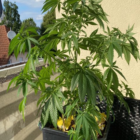 Wedding cake  growlog timeline photo
