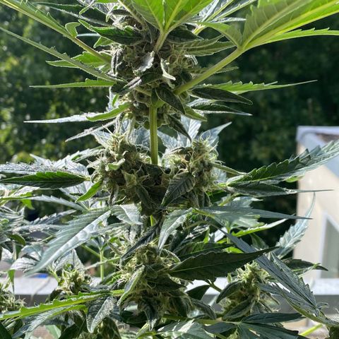 White Widow Automatic growlog timeline photo