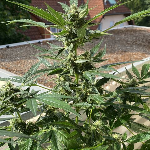 White Widow Automatic growlog timeline photo