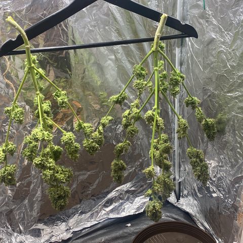 White Widow Automatic growlog timeline photo