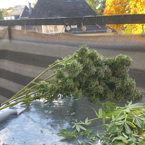 Wedding cake  growlog timeline photo