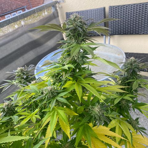 Wedding cake  growlog timeline photo