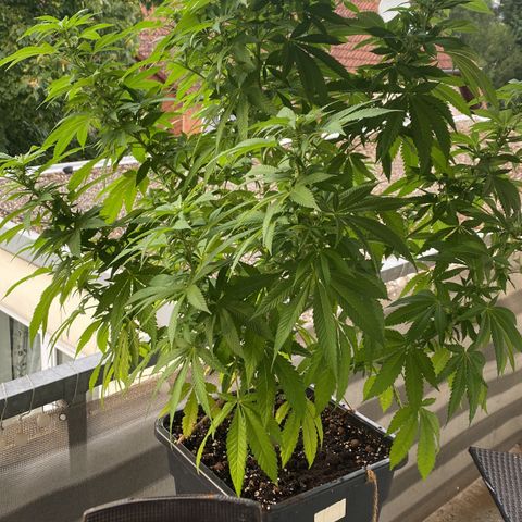 Wedding cake  growlog timeline photo