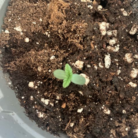 Biscotti Tangie x Cali Cookies growlog timeline photo