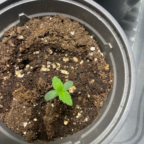 Biscotti Tangie x Cali Cookies growlog timeline photo