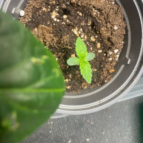 Biscotti Tangie x Cali Cookies growlog timeline photo