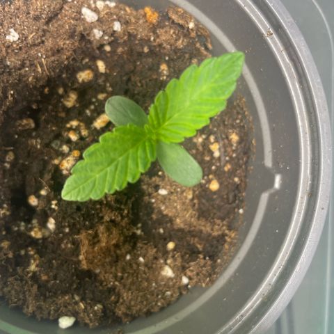 Biscotti Tangie x Cali Cookies growlog timeline photo