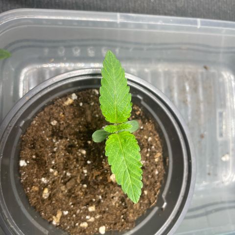 Biscotti Tangie x Cali Cookies growlog timeline photo