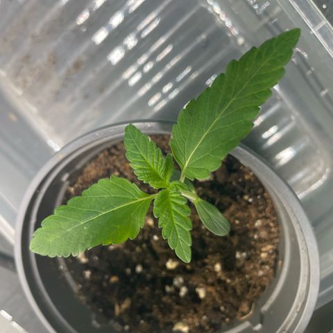 Biscotti Tangie x Cali Cookies growlog timeline photo