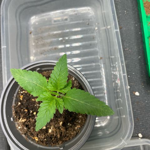 Biscotti Tangie x Cali Cookies growlog timeline photo