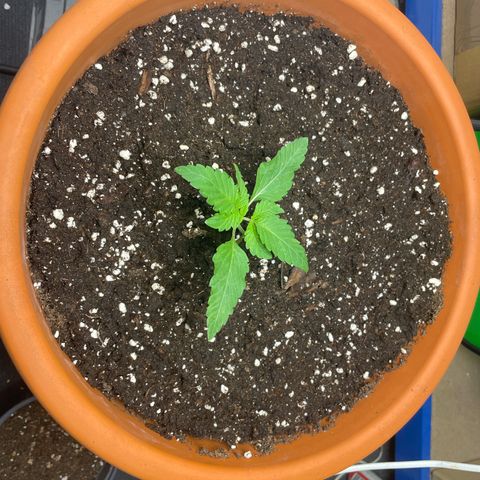 Biscotti Tangie x Cali Cookies growlog timeline photo