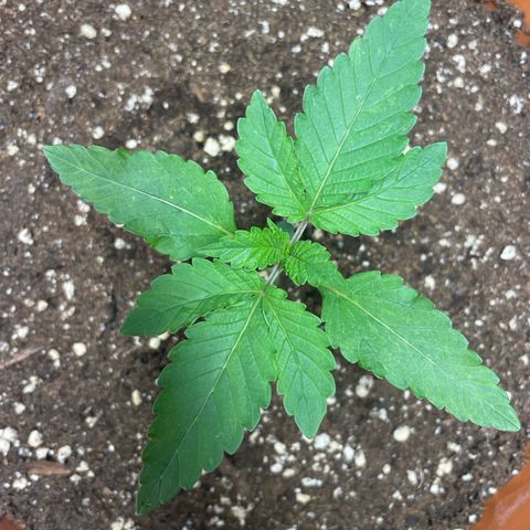 Biscotti Tangie x Cali Cookies growlog timeline photo