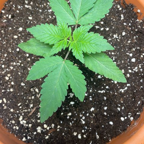 Biscotti Tangie x Cali Cookies growlog timeline photo