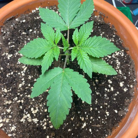 Biscotti Tangie x Cali Cookies growlog timeline photo