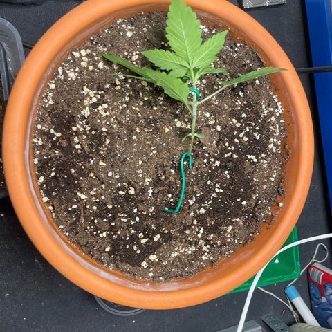 Biscotti Tangie x Cali Cookies growlog timeline photo