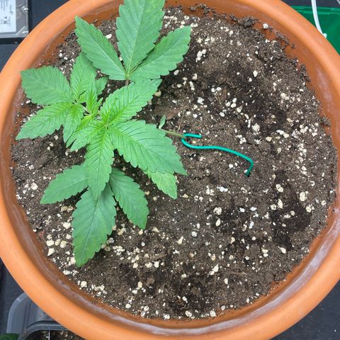 Biscotti Tangie x Cali Cookies growlog timeline photo