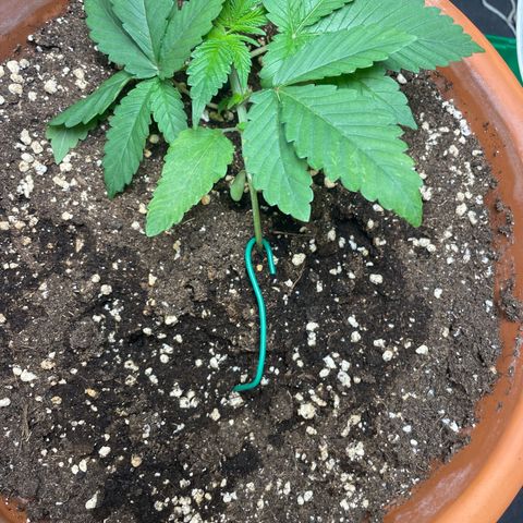 Biscotti Tangie x Cali Cookies growlog timeline photo