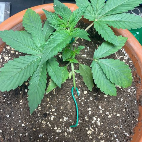 Biscotti Tangie x Cali Cookies growlog timeline photo