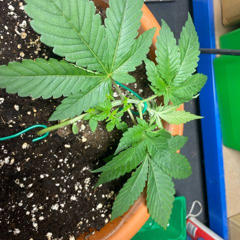 Biscotti Tangie x Cali Cookies growlog timeline photo