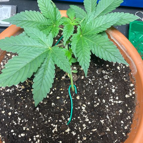 Biscotti Tangie x Cali Cookies growlog timeline photo