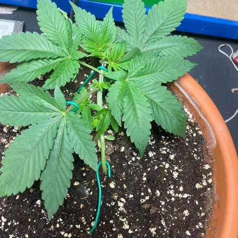 Biscotti Tangie x Cali Cookies growlog timeline photo