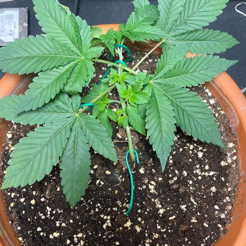 Biscotti Tangie x Cali Cookies growlog timeline photo