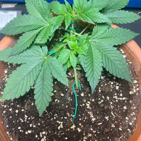 Biscotti Tangie x Cali Cookies growlog timeline photo