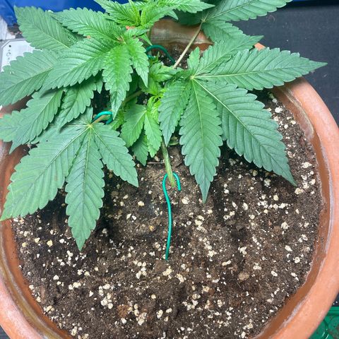 Biscotti Tangie x Cali Cookies growlog timeline photo