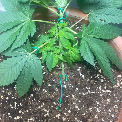 Biscotti Tangie x Cali Cookies growlog timeline photo