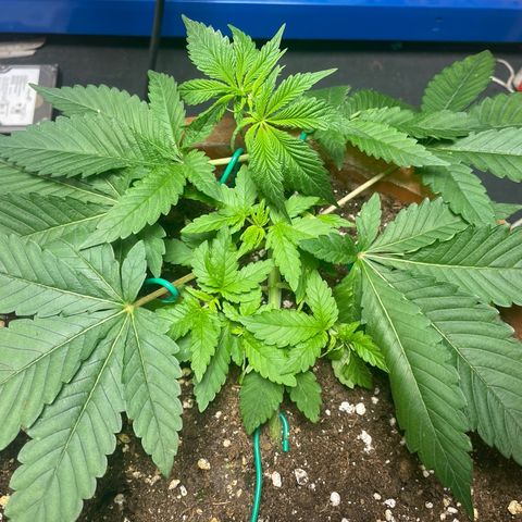 Biscotti Tangie x Cali Cookies growlog timeline photo