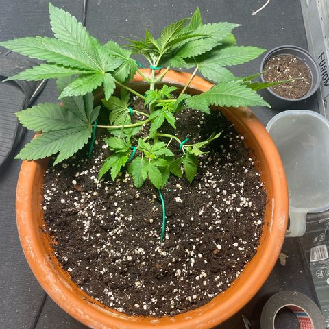 Biscotti Tangie x Cali Cookies growlog timeline photo
