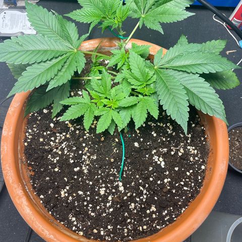 Biscotti Tangie x Cali Cookies growlog timeline photo