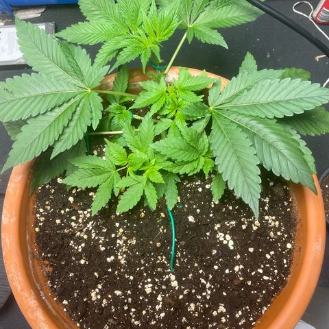 Biscotti Tangie x Cali Cookies growlog timeline photo
