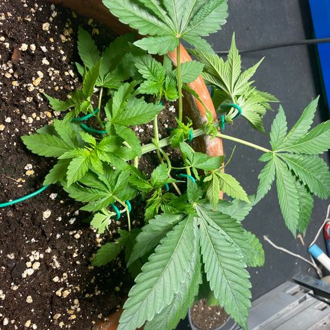 Biscotti Tangie x Cali Cookies growlog timeline photo