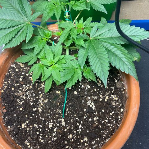 Biscotti Tangie x Cali Cookies growlog timeline photo