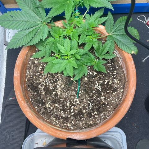 Biscotti Tangie x Cali Cookies growlog timeline photo