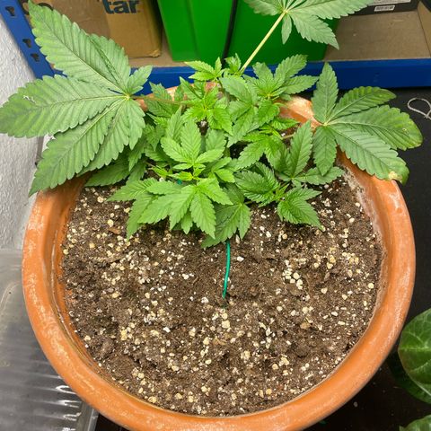 Biscotti Tangie x Cali Cookies growlog timeline photo