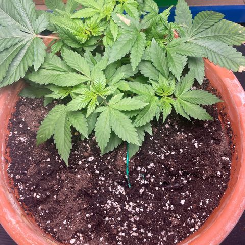 Biscotti Tangie x Cali Cookies growlog timeline photo