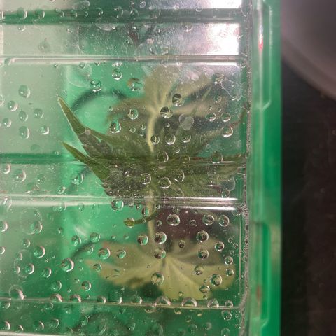 Caligunde III growlog timeline photo