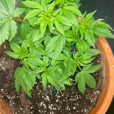 Biscotti Tangie x Cali Cookies growlog timeline photo