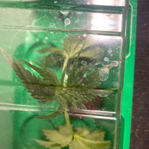 Caligunde III growlog timeline photo