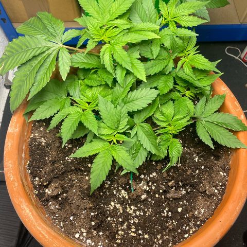 Biscotti Tangie x Cali Cookies growlog timeline photo