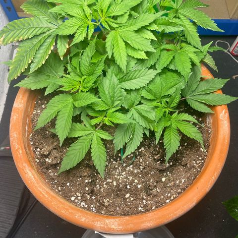 Biscotti Tangie x Cali Cookies growlog timeline photo