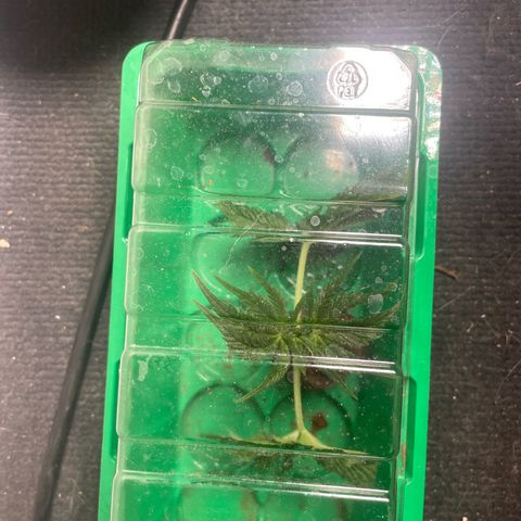 Caligunde III growlog timeline photo
