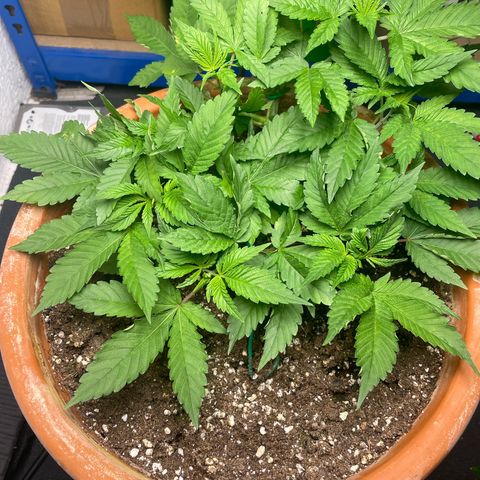 Biscotti Tangie x Cali Cookies growlog timeline photo