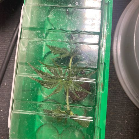 Caligunde III growlog timeline photo