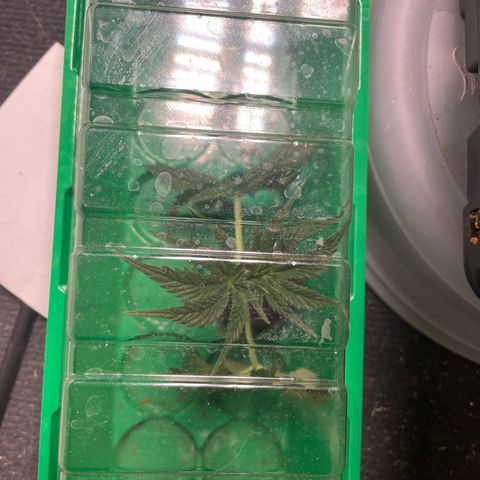 Caligunde III growlog timeline photo