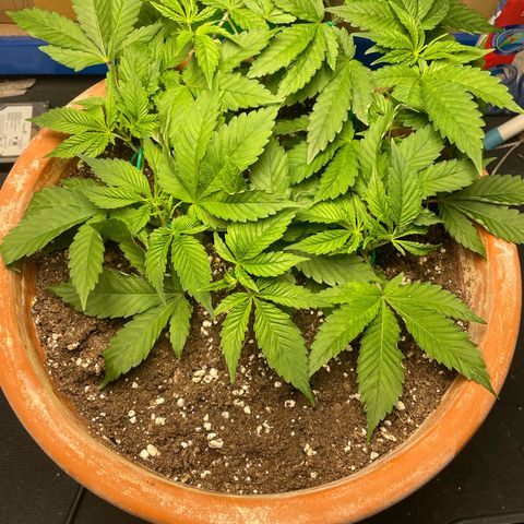 Biscotti Tangie x Cali Cookies growlog timeline photo