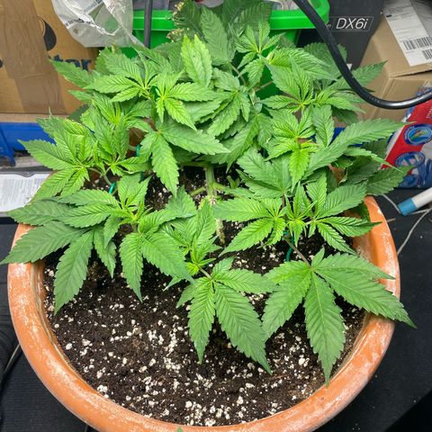Biscotti Tangie x Cali Cookies growlog timeline photo